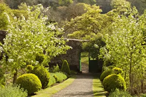 Walls Prints: Walled garden with blossom on fruit trees and door through wall into garden leading up central path
