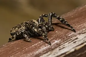 Orb Weavers Prints: Walnut Orb-weaver Spider (Nuctenea umbratica) adult female