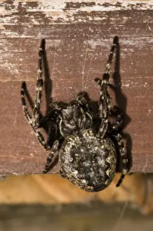 Walnut Orb-weaver Spider (Nuctenea umbratica) adult female, resting in birdwatching hide, Minsmere RSPB Reserve