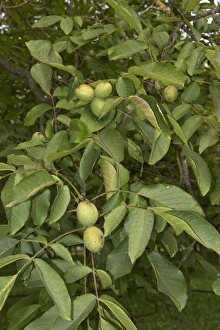 Walnuts in fruit on trees, Sainte-Foy-la-Grande, Gironde, France