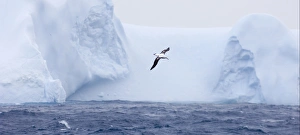 Vulnerable Prints: Wandering Albatross (Diomedea exulans) adult