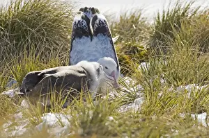 Vulnerable Prints: Wandering Albatross (Diomedea exulans) adult regurgitaing food for ten month old chick