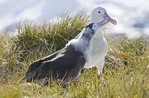 Wandering Albatross (Diomedea exulans) adult regurgitaing food for ten month old chick, Prion Island, Bay of Isles, South Georgia, november