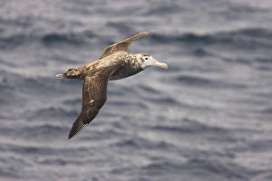 Vulnerable Prints: Wandering Albatross (Diomedea exulans) immature