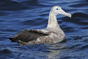 Wandering Albatross (Diomedea exulans) juvenile, swimming at sea, off Cape Town, Western Cape, South Africa, September