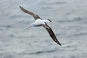 Vulnerable Prints: Wandering Albatross (Diomedea exulans) subadult