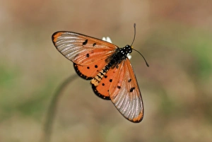 Savanna Prints: Wandering Donkey Acraea (Acraea neobule) adult, resting on flower in savannah, Kruger N. P