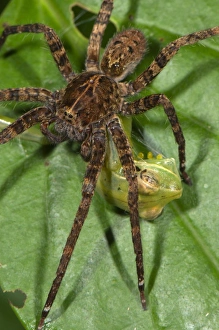 Tree Frog Prints: Wandering Spider (Ctenidae sp. ) adult