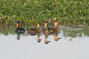 Whistling Ducks Prints: Wandering Whistling-duck (Dendrocygna arcuata) four adults