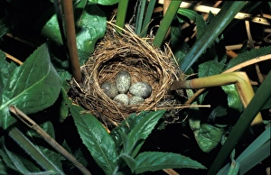 Reed Warblers Prints: Warbler Reed (Acrocephalus scirpaceus) Eggs in nest