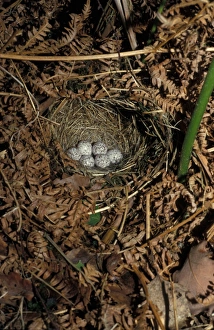 Warbler Wood (Phylloscopus cibilatrix) Eggs in nest