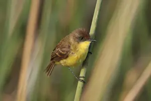 Tyrant Flycatcher Prints: Warbling Doradito (Pseudocolopteryx flaviventris) adult