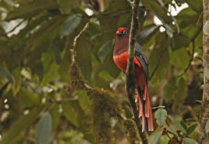 Ward's Trogon (Harpactes wardi) adult male, perched on mossy branch, Arunachal Pradesh, India, january