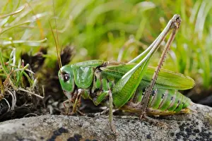 Cricket Prints: Wart-biter Cricket (Decticus verrucivorus) adult male, resting on rock, Italy, august