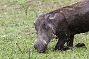 Botswana Prints: Warthog kneeling to feed