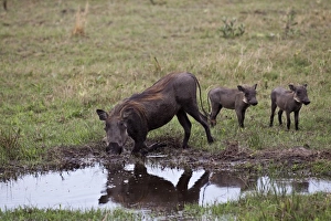 Piglets Prints: Warthog kneeling with two piglets