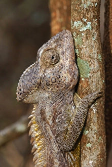 Warty Chameleon (Furcifer verrucosus) adult male, close-up of head, on branch in spiny forest, Berenty Nature Reserve, Southern Madagascar, august