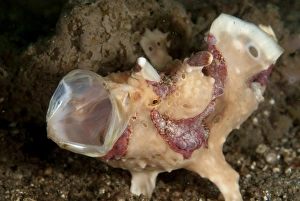 Warty Frogfish (Antennarius maculatus) adult, yawning, on black sand, Lembeh Straits, Sulawesi, Sunda Islands