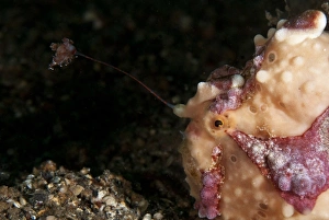 Warty Frogfish (Antennarius maculatus) adult, close-up of head, using lure to attract prey, on black sand