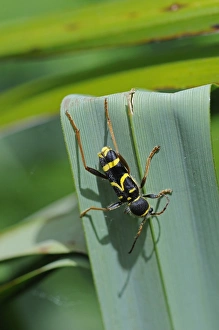 Longhorns Prints: Wasp Beetle (Clytus arietis) adult, resting on leaf, Kent, England, may