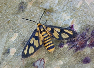 Wasp Moth (Amata huebneri) adult female, roosting amongst dead leaves, Western Australia, Australia