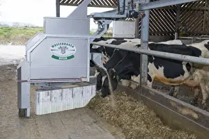 Indoor Prints: Wasserbauer Butler automatic feeder and scraper on dairy farm