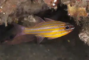 Cardinalfishes Prints: Wassincks Cardinalfish (Ostorhinchus wassinki) adult