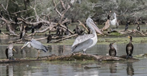Grey Prints: Water birds on Lake Kerkini Northern Greece
