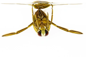 Pond Prints: Water Boatman (Notonecta sp. ) adult