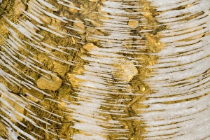 Numbers Prints: Water bubbles in ditch, England