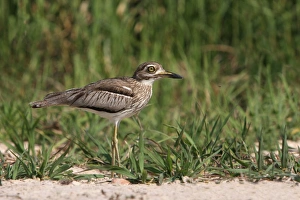 River Bank Prints: Water Dikkop (Burhinus vermiculatus) adult
