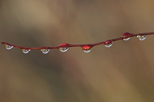 Drops Prints: Water droplets on twig, Scotland, february