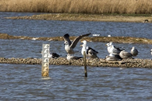 Flood Prints: Water level depth gauge on East Scrape, Minsmere Suffolk. With Lesser Black backed Gulls