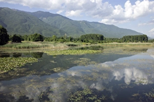 Fresh Prints: Water lillies growing on Lake Kerkini, Northern Greece