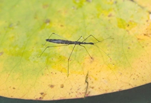 Pads Prints: Water Measurer (Hydrometra stagnorum) adult