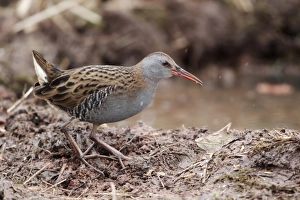 Warwickshire Prints: Water Rail (Rallus aquaticus) adult
