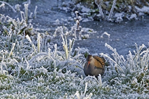 Water Rail (Rallus aquaticus) adult, foraging amongst frosted vegetation at edge of lake, Worcestershire, England, december