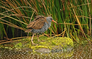 Water Rail (Rallus aquaticus) adult, walking at edge of water, England, january