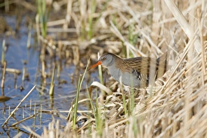 Water Rail (Rallus aquaticus) adult, standing at edge of reedbed, Minsmere RSPB Reserve, Suffolk, England, march