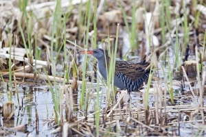Reed Bed Prints: Water Rail (Rallus aquaticus) adult