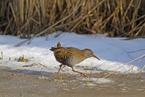 Water Rail (Rallus aquaticus) adult, walking on ice at edge of snow, Norfolk, England, february