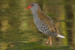 Open Prints: Water Rail (Rallus aquaticus) adult, calling, standing in open water, Northern Spain, may