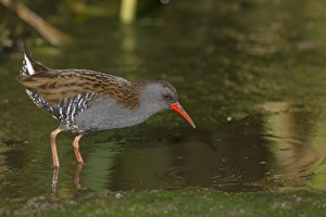 Water Rail (Rallus aquaticus) adult, foraging in open water, Northern Spain, may