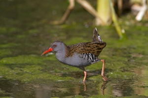 Water Rail (Rallus aquaticus) adult, foraging in open water, Northern Spain, may