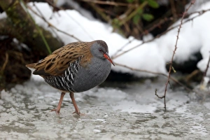 Water Rail (Rallus aquaticus) adult, standing in partially frozen water, Warwickshire, England, January