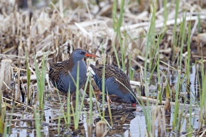 Reed Bed Prints: Water Rail (Rallus aquaticus) adult pair
