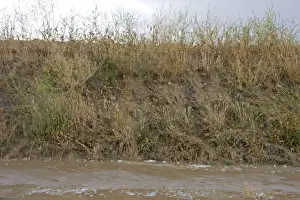 Floods Prints: Water running off field edge after rainstorm, Spain, may