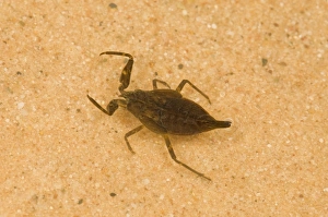 Water Scorpion (Nepa cinerea) immature, in shallow water, Norfolk, England, july
