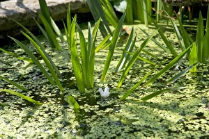 July Prints: Water soldier, Stratiotes aloides