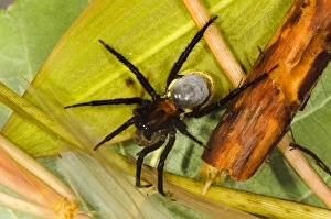 Emerald Prints: Water Spider (Argyroneta aquatica) adult